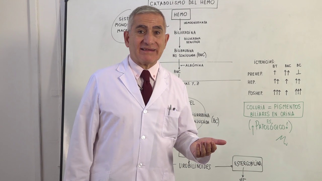 CATABOLISMO DEL HEMO