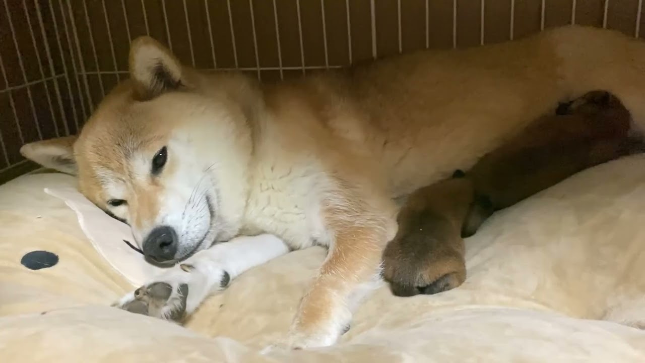 産まれたばかりの柴犬