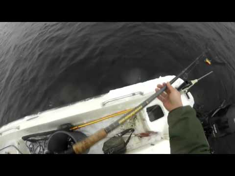 Lohikalan vetouistelua marraskuun puolivälissä