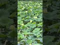 Nature At Its Best Lotus Pond