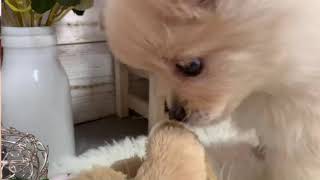 ハーフ犬の動画01