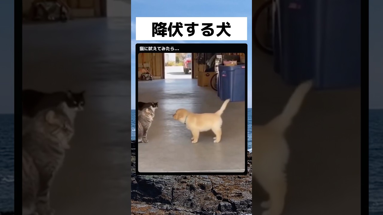 こわすぎｗ... #面白い   #shorts