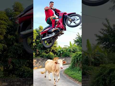 Ronaldo and a cow popping a motorcycle wheelie.