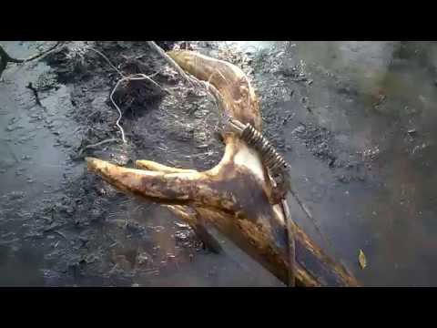 Kłusownictwo w najczystrzej postaci- Frozen Deer