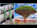 Dragon Blood Easy Way To Grow Plants From Seeds That Are Difficult To Germinate