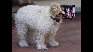 dog funny video 2018