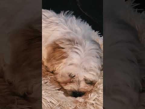 Havanese puppy for sale