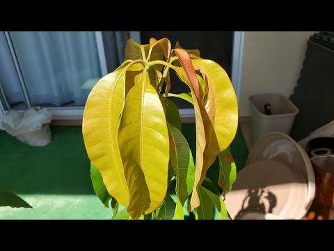 Growing Mango Trees from Seeds, Days 249-573