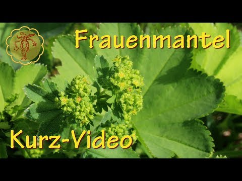 Das Ekzem in der Leiste und den Händen Was ist atopitscheski die Hautentzündung auch als er aussieht