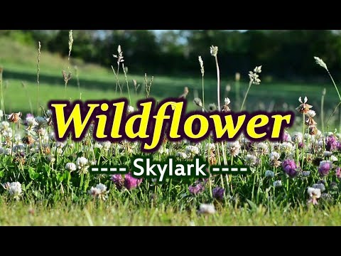 Wildflower - Skylark (KARAOKE VERSION)