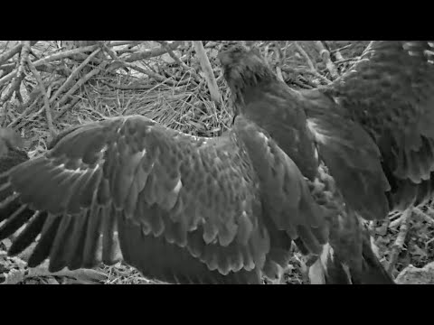 SWFL | E19 & E20 Good Morning with Wing exercise | Mar 07, 22