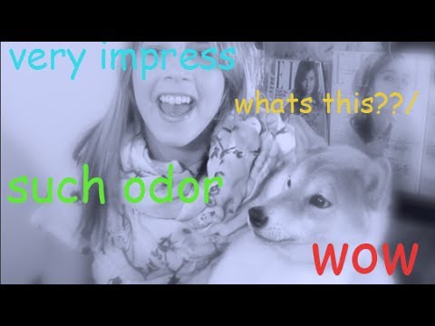 犬の気持ちになって考えた消臭剤！？消臭元いぬのきもち芳香剤をあなたのDOGに！？ (犬の気持ちになって考えた消臭剤！？消臭元いぬのきもち Air Fresheners For Your DOG!?)