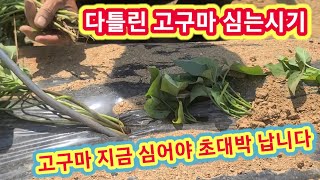 고구마 지금심어야 초대박 다틀린 고구마 심는시기