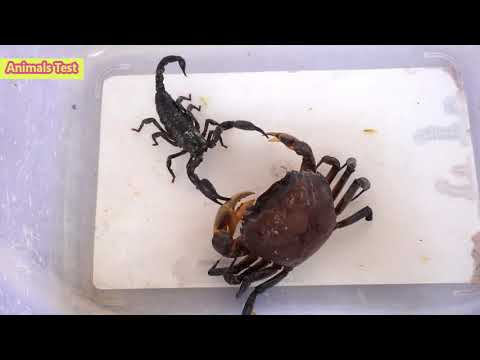 Scorpion vs Crab, Monster Crab Wars, Who will be the winner?