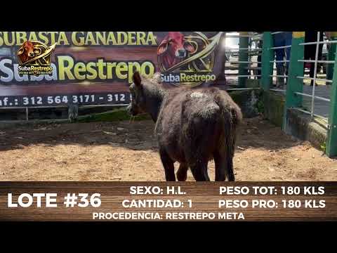 LOTE 36