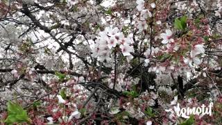 Lovin' You - Moonlight Jazz Blue - Music Video by Lomotif