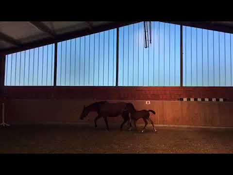 Stutfohlen von QUIBERY