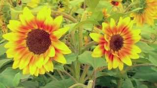 Gavin Ghosts - Sunflower (Official Video)