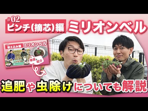 園芸 フェアリーベル、ゴールデンドロップ