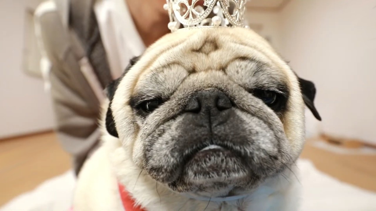 【祝】母犬まきちゃん10歳お誕生会ライブ！新ドレスお披露目🐻✨