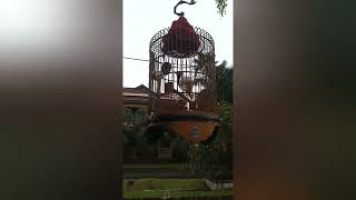 Download lagu Suara kicau burung anis macan ngeplong mp3