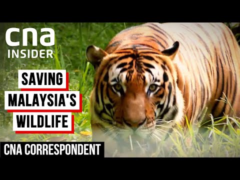 Saving Malaysia's Endangered Animals From Extinction | CNA Correspondent