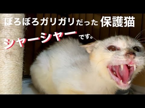 沖縄保護猫ぼろぼろガリガリだった元野良猫ディノの現在と、スネオの
