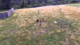 Chasing Sheep is Best Left to Shepherds