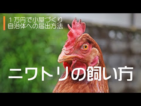 鶏小屋を内側から整理するにはどうすればよいですか？農家によると、6 つの必須機能と 3 つの絶対に避けるべき機能  庭園