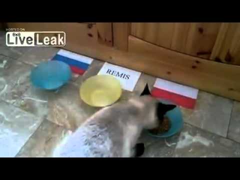 Cat predicts football result between Poland and Russia