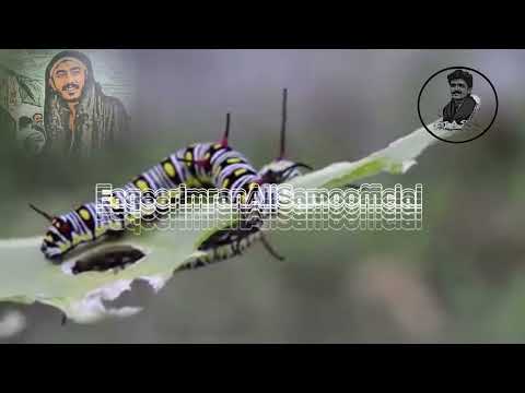 ھي ڪھڙو آخر ذھنن  کي زنگ #mastsanai #sanai #sarkar #FaqeerImranAliSamoofficial