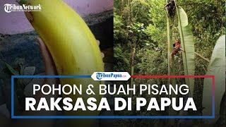 Viral Foto Pohon dan Buah Pisang Raksasa dari Papua, Tinggi Pohonnya Bisa Mencapai 15 Meter