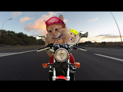 CATS EYE WITNESS NEWS -BORN TO BE WILD