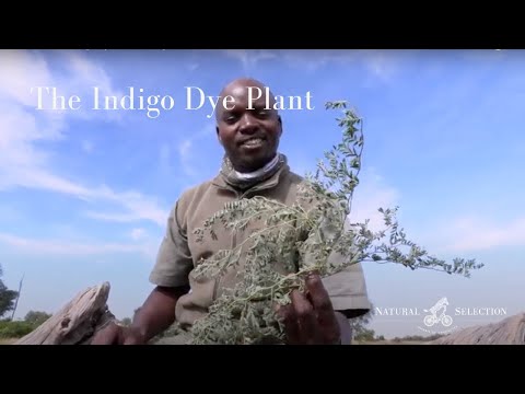 Learn about the indigo dye plant 