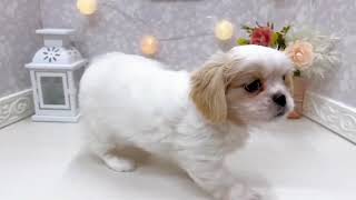 ハーフ犬の動画01