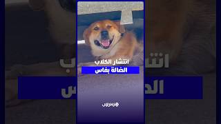 الكلاب الضالة بفاس.. مخاوف الأسر تتزايد بين متطلبات السلامة العامة والرفق بالحيوان thumbnail