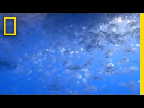 The Last Fish That Shook the World and Ended All Doubt