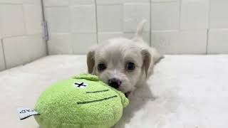 ハーフ犬の動画01