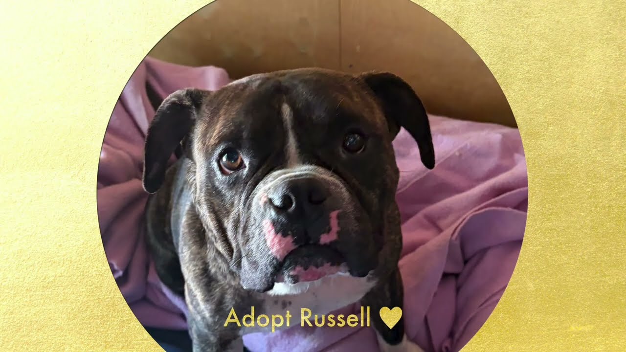 Enlarge RUSSELL, a Adoptable English Bulldog in Pasadena, CA video 2/5