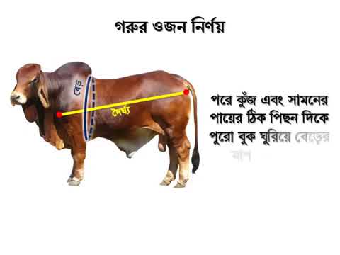 গরুর ওজন নির্ণয়