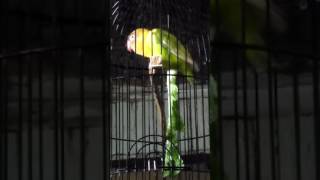 Download lagu LOVEBIRD ngekek gaya unik, Banjarnegara mp3