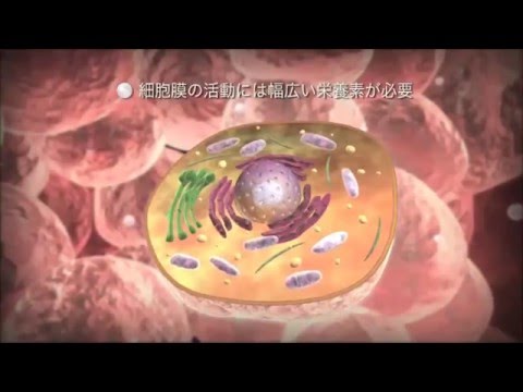 小胞体について詳しく解説