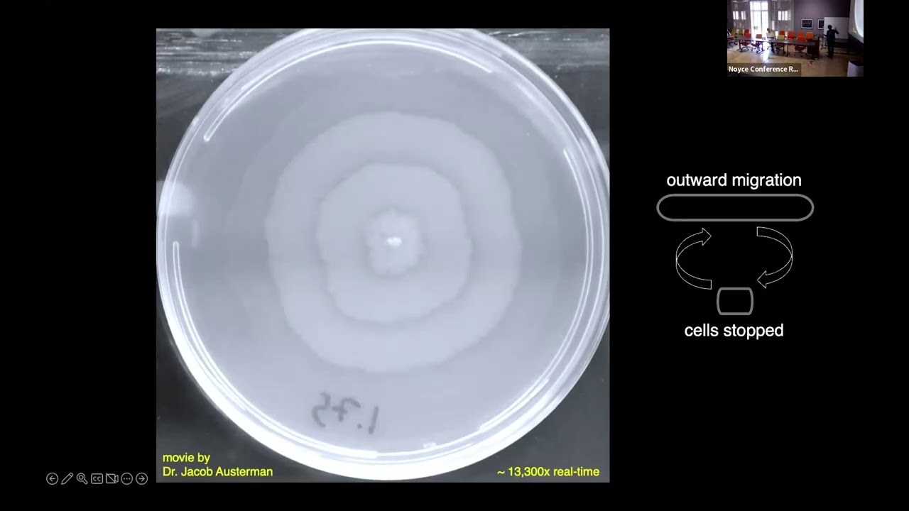 Micro-crowdsourcing: How Swarming Bacteria Integrate Signals During Collective Migration