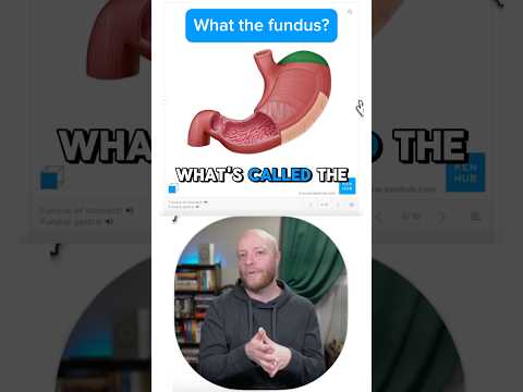 Anatomie & Behandlungswissen Videos – Interaktives Nachschlagewerk für Physio, Massage, Therapie 49 The most misunderstood part of your stomach