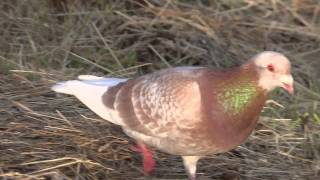 preview picture of video 'Carrier Pigeon (Columba livia) - 2013-06-29'