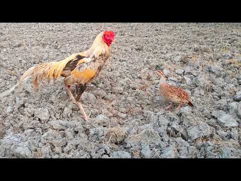 Blind Chicken - Stuck in The Red Wattled Lapwing - and Teetar Part 1