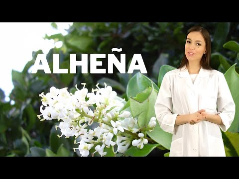 ALHEÑA planta medicinal y hoja, alheña para que sirve y como tomar alheña