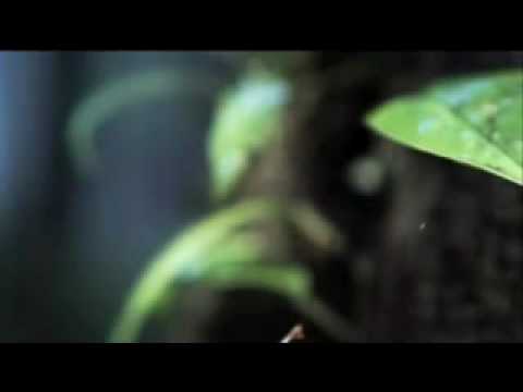 Life Waterfall Toad Leaps from Danger Reptiles and Amphibians