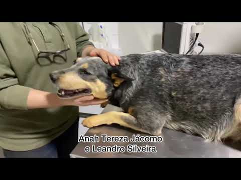 Por onde andava a Zabelê??