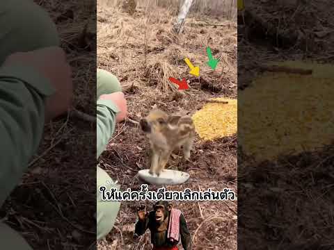 ให้แค่ครั้งเดียวเล่นตัวเลยนะ #ความรู้ #animals #น่าสนใจ
